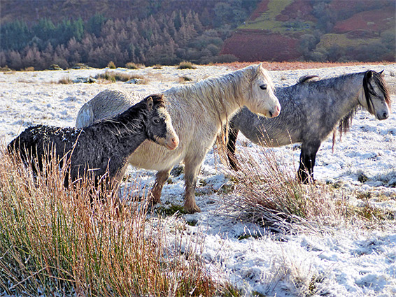 Horses on Cefn Cyff