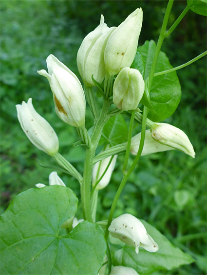 White flowers