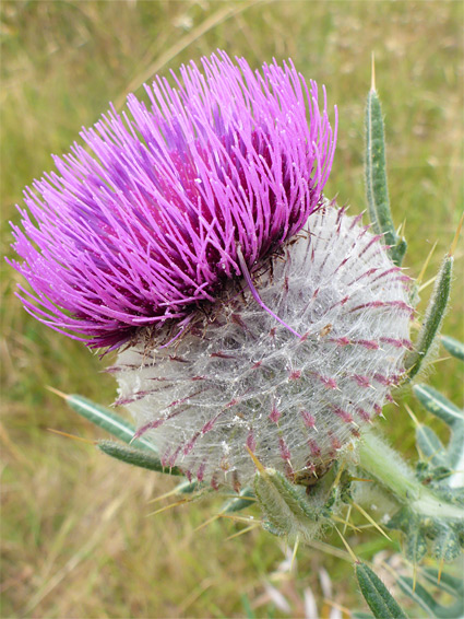 Mature flowerhead