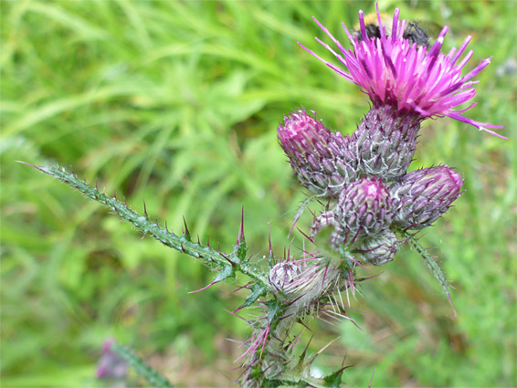 Flowerheads and upper stem leaf