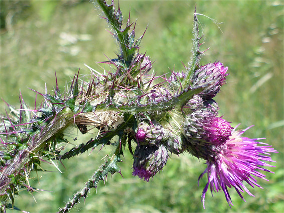 Purple spines