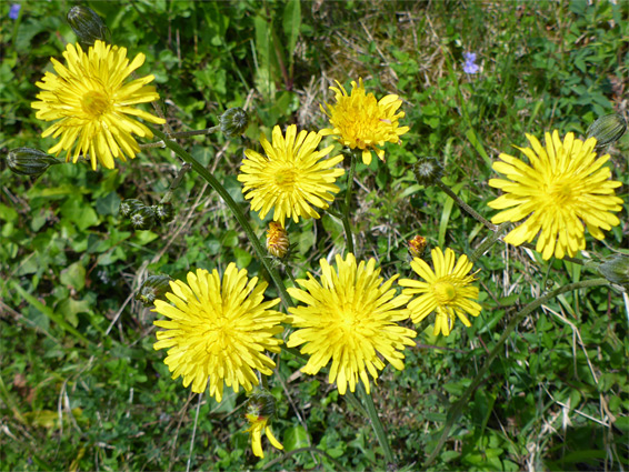 Mature flowerheads