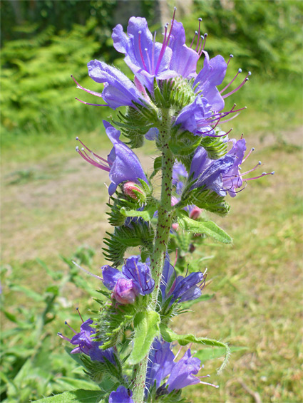 Elongated flower cluster