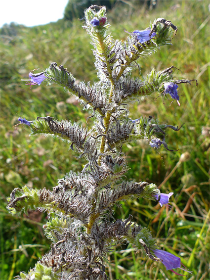 Mostly withered flowers