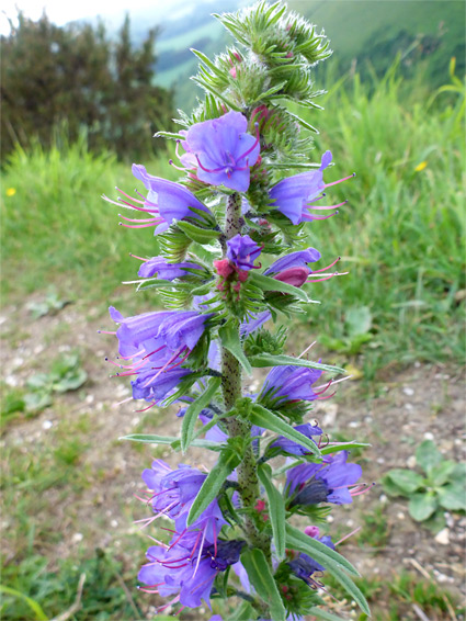 Purple flowers