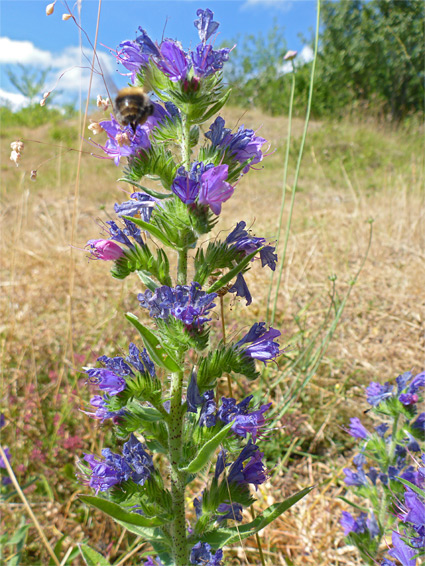 Flowers, leaves and bracts