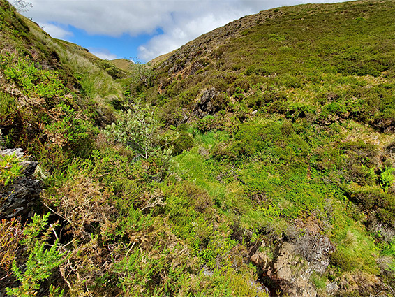 Much undergrowth