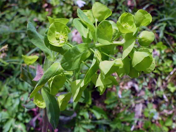 Leaves and cyathia