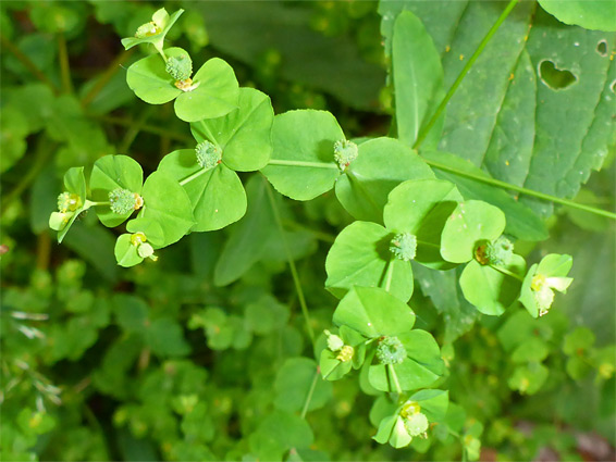 Leaves, flowers and fruit