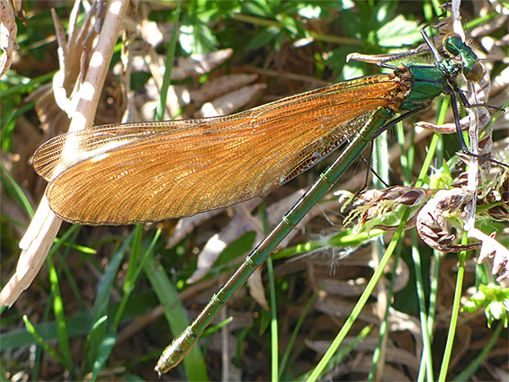 Beautiful demoiselle