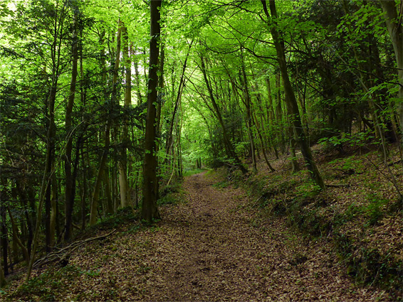 Frith Wood Nature Reserve, Gloucestershire