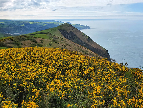 Gorse on Great Hangman