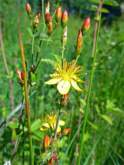 Reddish buds