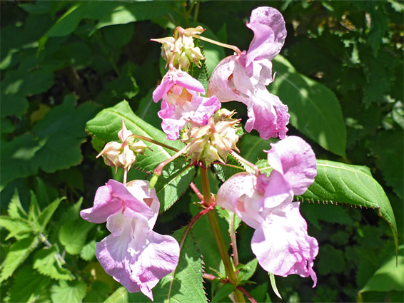 Pink flowers