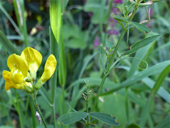 Flowers, leaves and tendrils