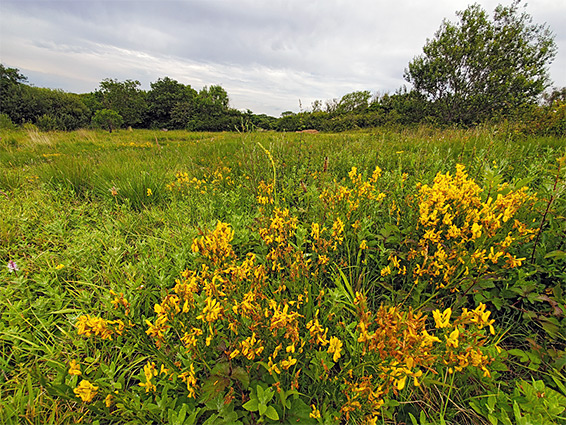 Dyer's greenweed