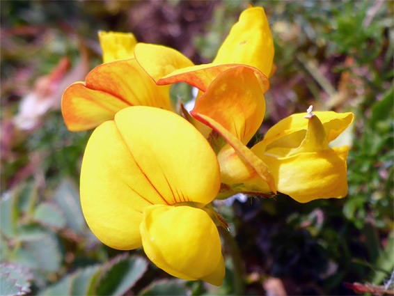 Veined banner petal