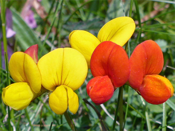 Orange and yellow flowers