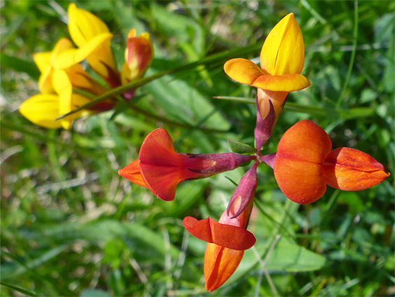 Differently-coloured flowers