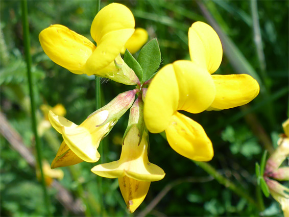 Flowers and upper stem leaf