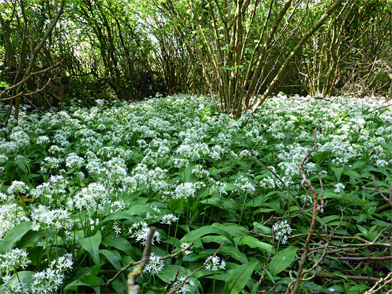 Large group of plants