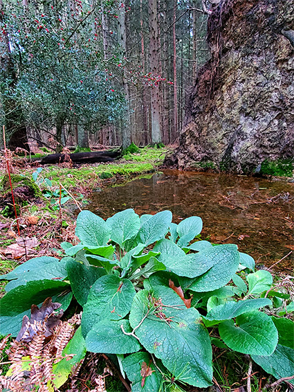 Primrose beside a pool