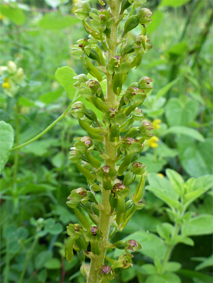 Green flowers