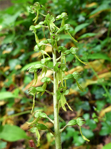 Flower cluster