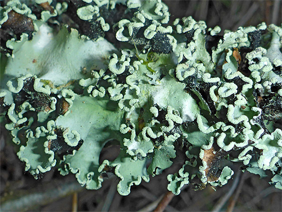 Black stone flower