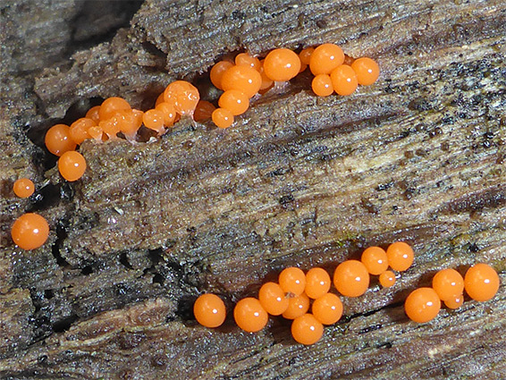 Salmon eggs