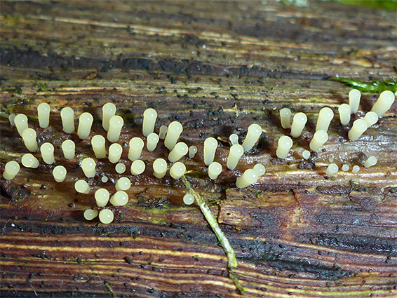 Slime mold