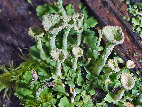 Trumpet lichen