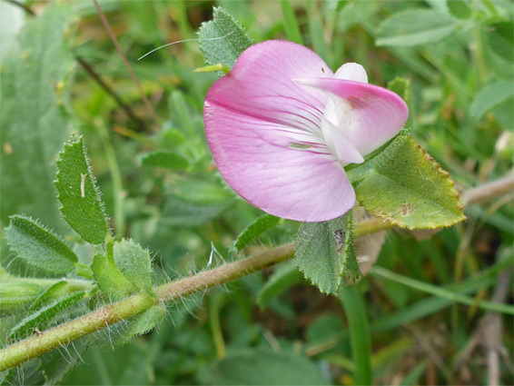 Single flower