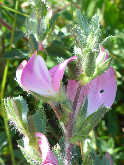 Hairy leaves and stem