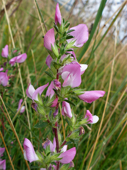 Flowering stem