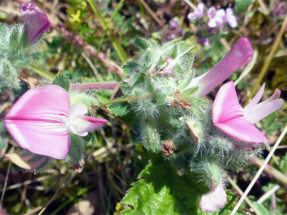 Glandular calyces