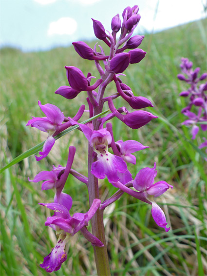 Purple flowers