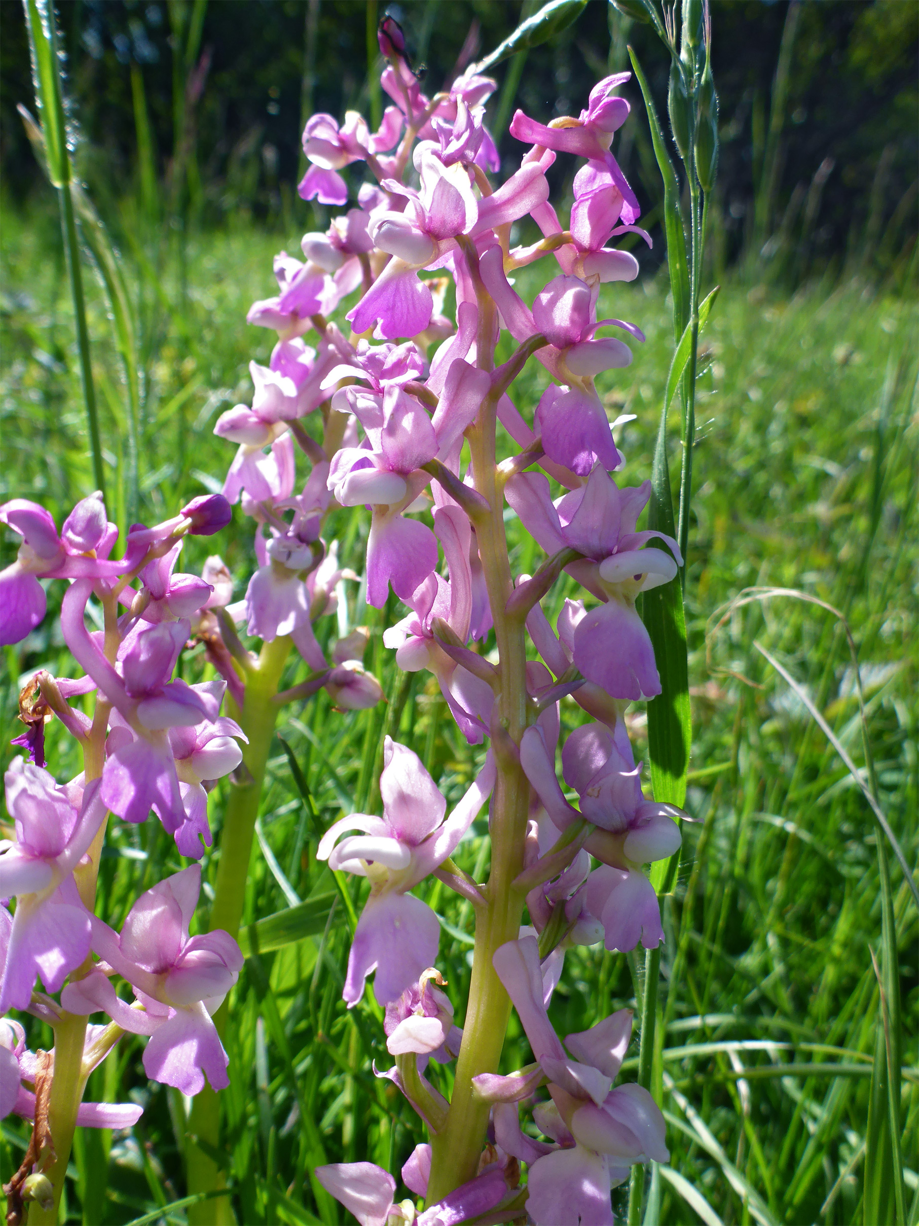 Three flower spikes