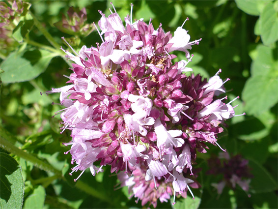 Pink/purple flowers