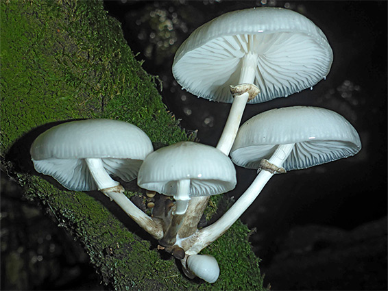 Porcelain mushroom