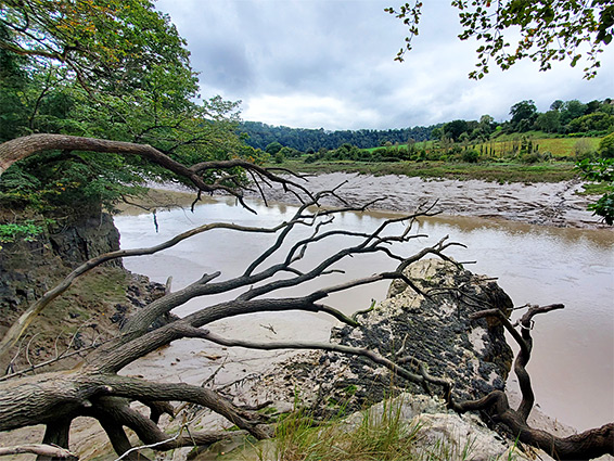 Fallen tree beside the River Wye