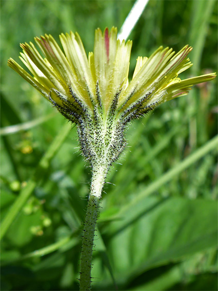 Flowerhead