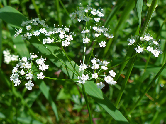 Small white flowers