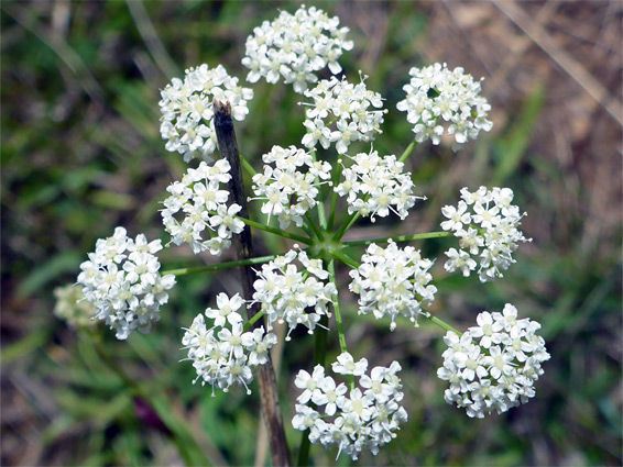 Compound umbel