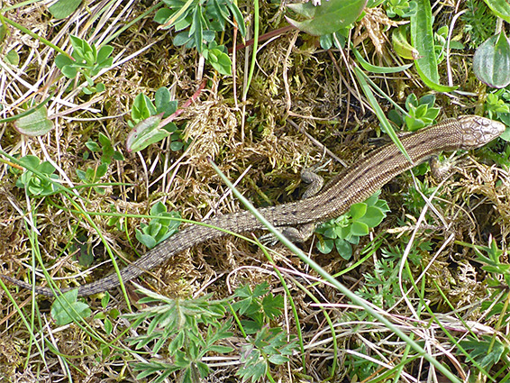 Common lizard