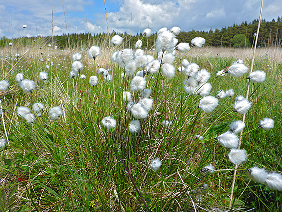 Common cottongrass