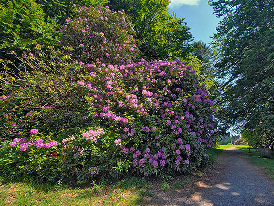 Rhododendron bushes