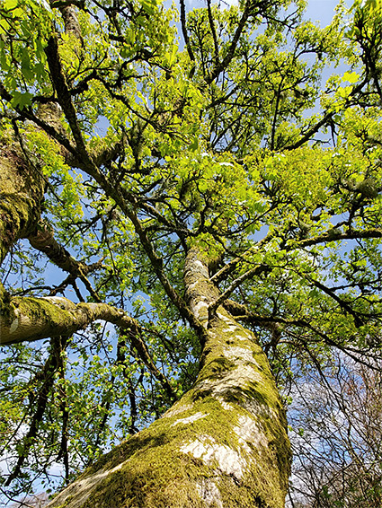 Mossy trunk