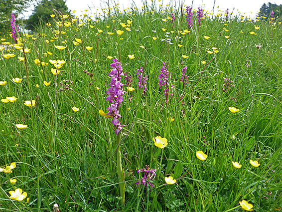 Early purple orchids and buttercups