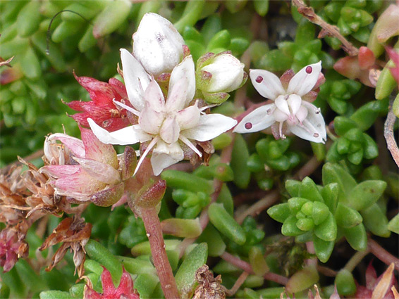 Small white flowers